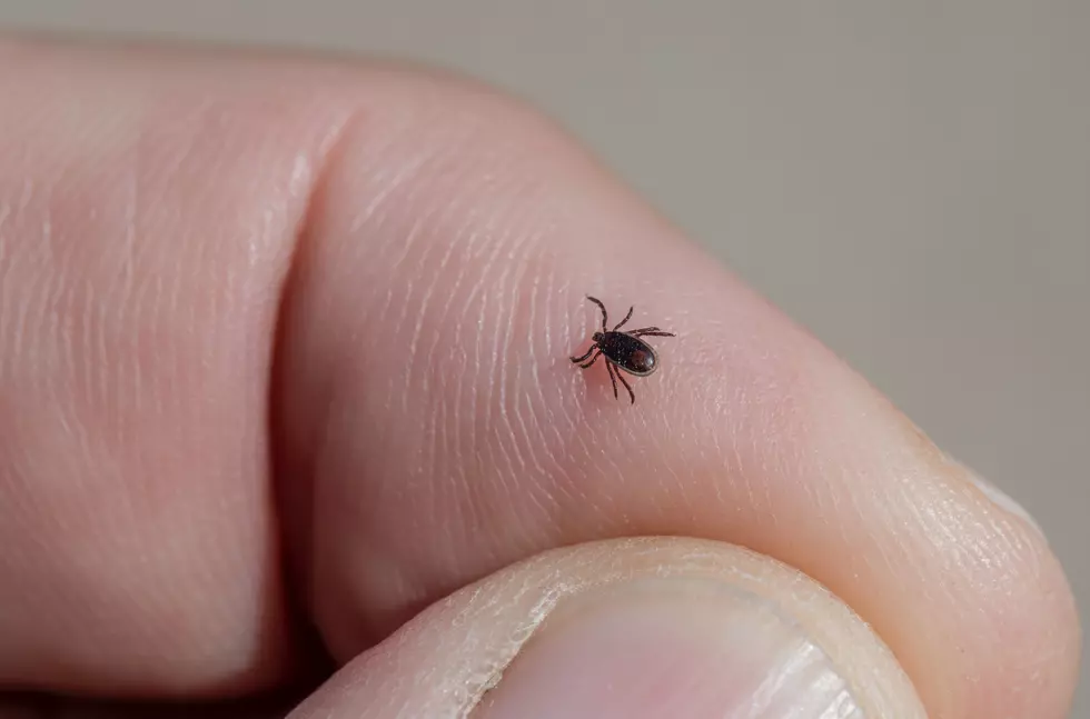 When Does Flea and Tick Season ‘End’ in Iowa?